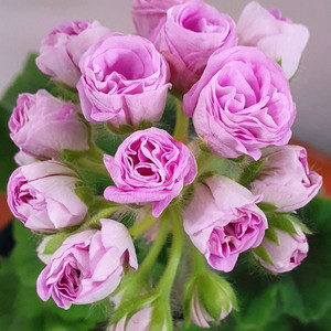 제라늄 15, 21 꽃대있음,러 이미지