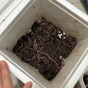 장어낚시.. 말.지.렁.이 이미지