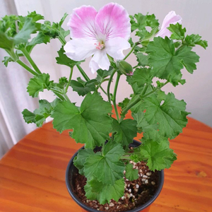 리갈제라늄 2종 꽃대많음 이미지