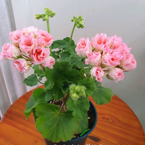 제라늄 예거서스보레 꽃대있음 이미지