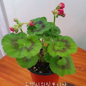 제라늄 오덴시외심포니아 꽃대있음 이미지