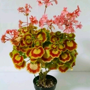 제라늄 제니 꽃대있음 이미지