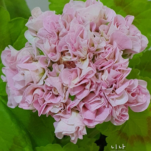 제라늄 UG 니나 꽃대있음 이미지