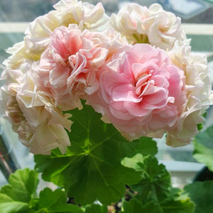 제라늄 북안드로메다 꽃대있음 이미지