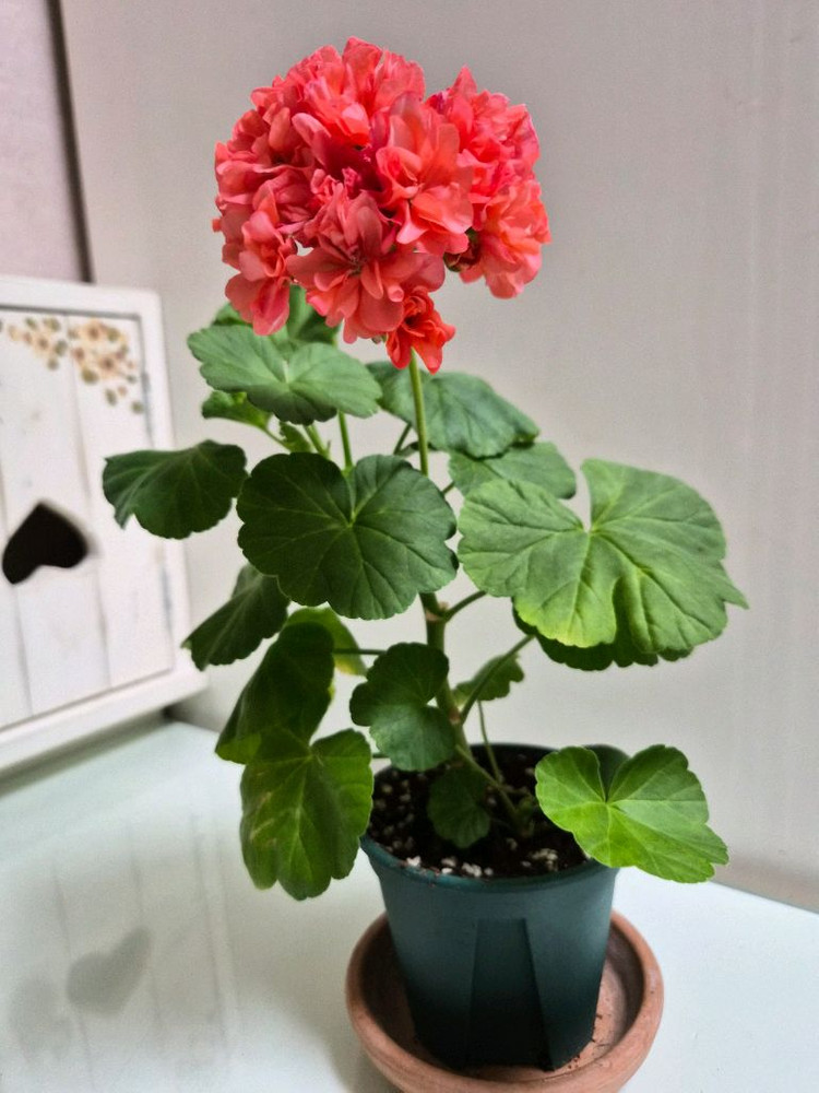 송살구제라늄 이미지