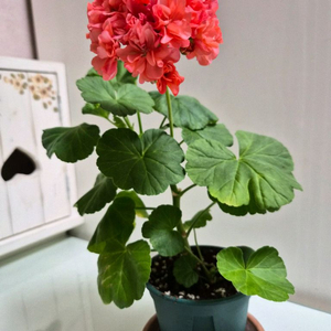 송살구제라늄 이미지