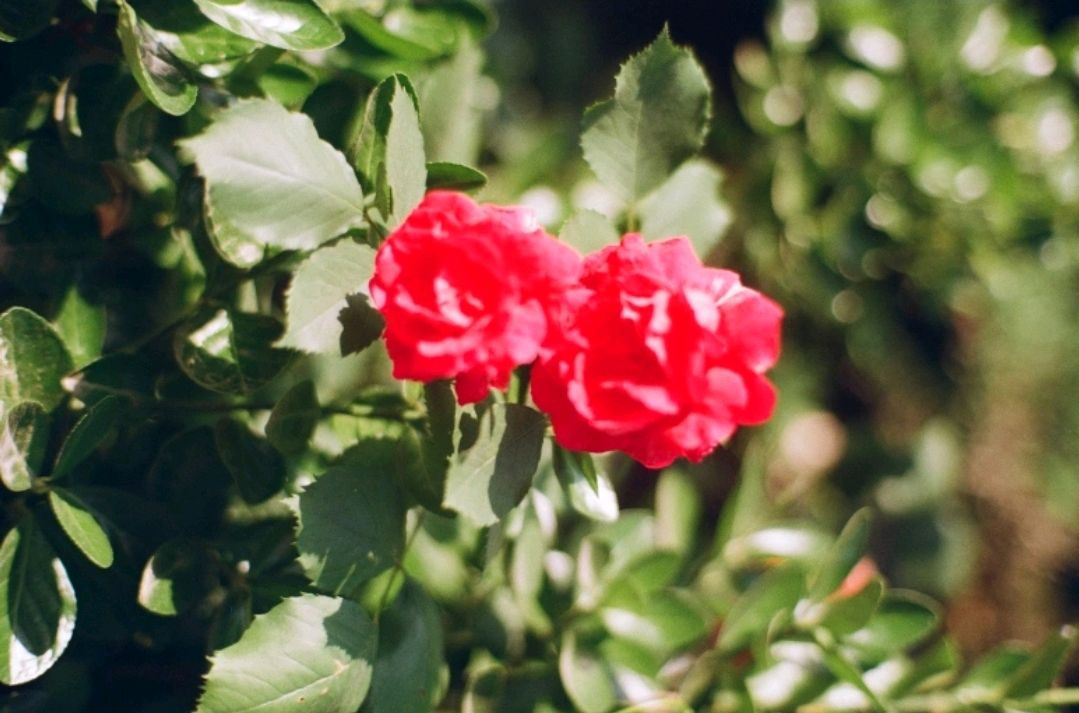 후지 내수용 기록용 100 업무용 빈티지 필름 이미지