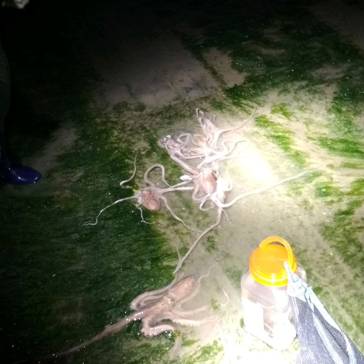 해루질 렌턴 수중서치 100m 스쿠버 다이버 랜턴 이미지