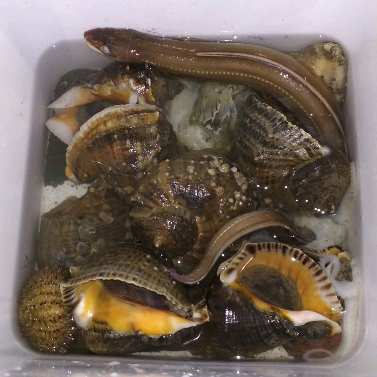 해루질 렌턴 수중서치 100m 스쿠버 다이버 랜턴 이미지