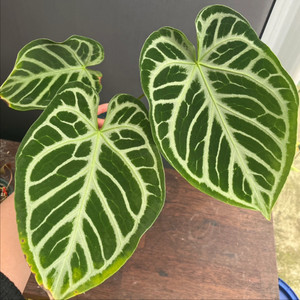 안스리움 크리스탈 호프 원종 묵은둥이 + 안스리움 씨들링 유묘 덤 이미지