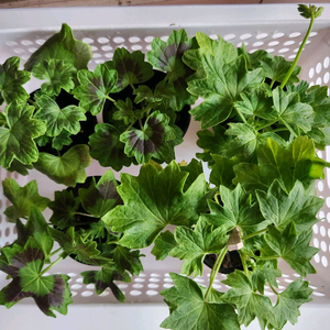 스텔라 제라늄 이미지