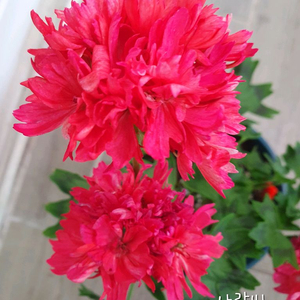 스텔라제라늄 사랑비 꽃대있음 이미지