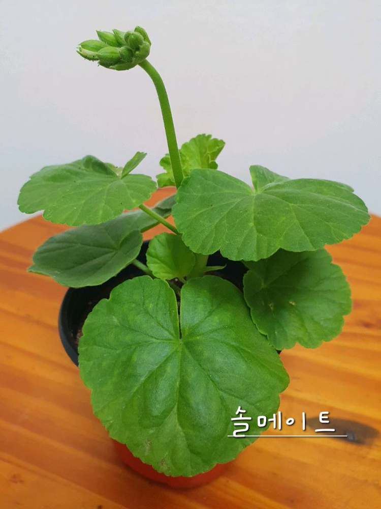 제라늄 솔메이트 꽃대있음 이미지