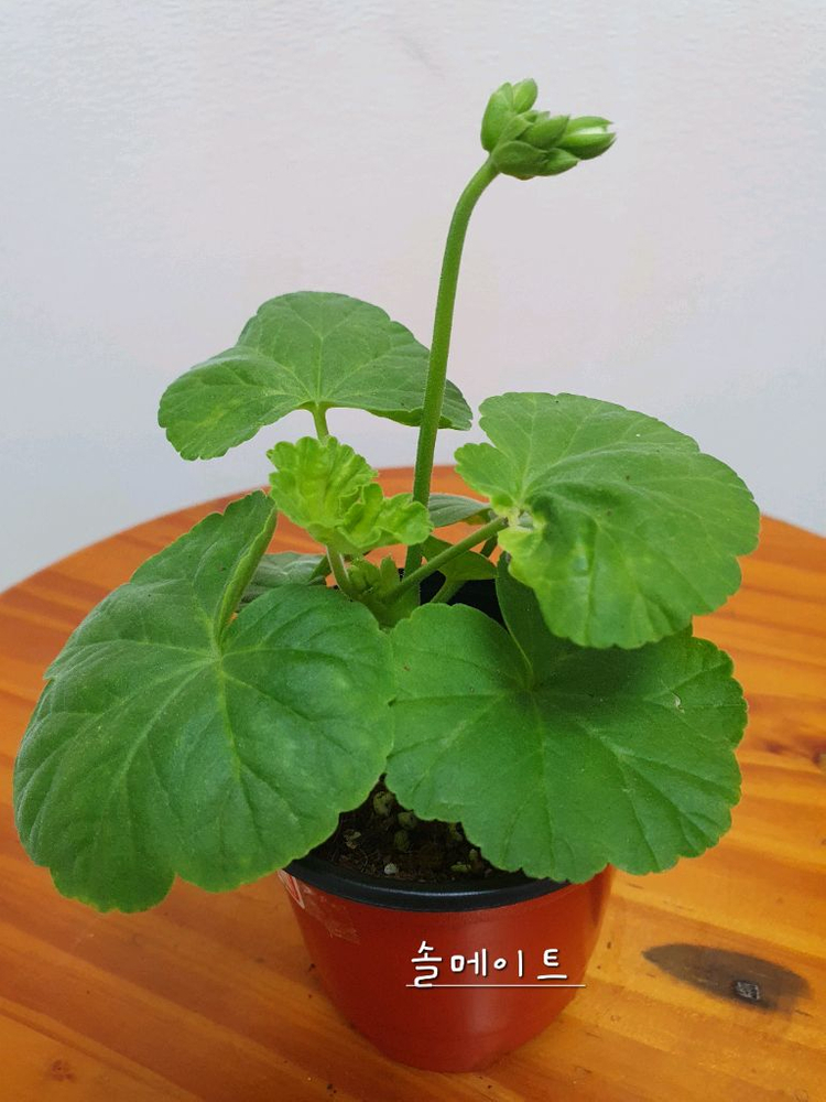 제라늄 솔메이트 꽃대있음 이미지