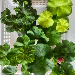 제라늄분양 이미지