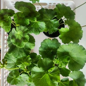 제라늄분양 이미지