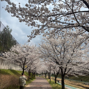 고양외고 여학생 하복 블라우스 이미지