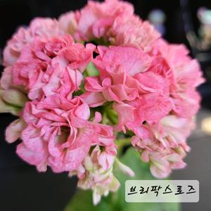 브리팍스로즈 제라늄 이미지