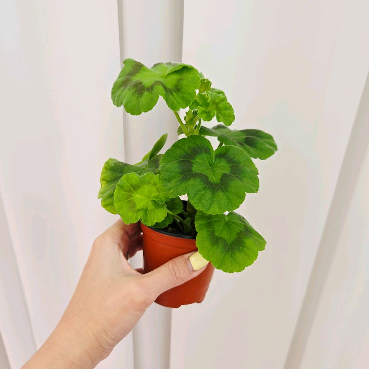 브리팍스로즈 제라늄 이미지