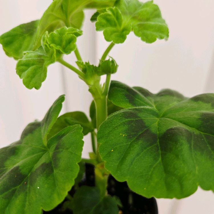 브리팍스로즈 제라늄 이미지