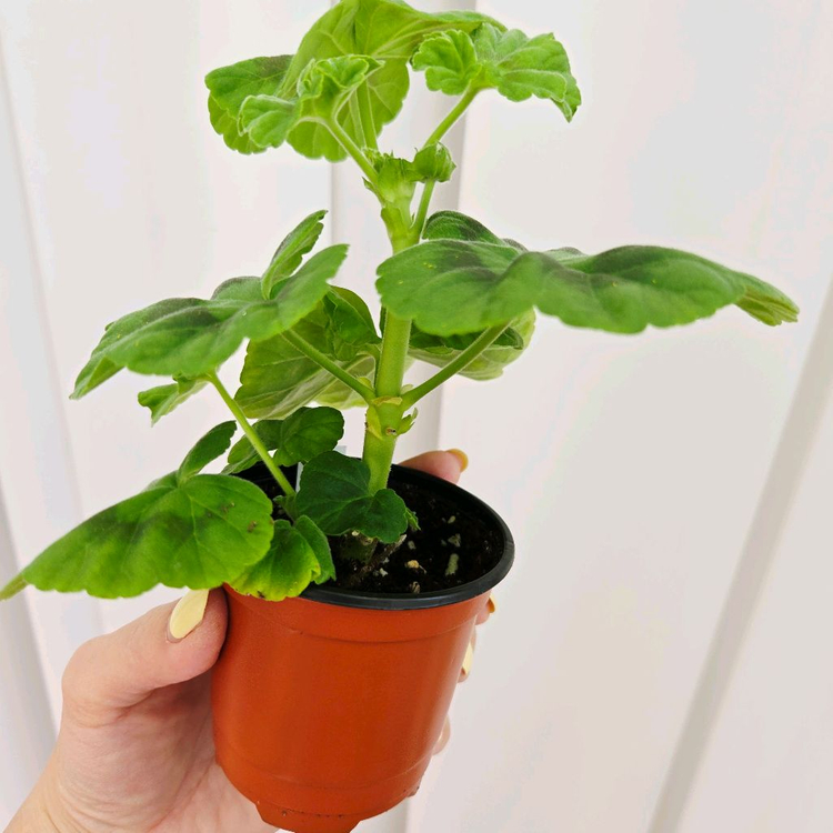 브리팍스로즈 제라늄 이미지