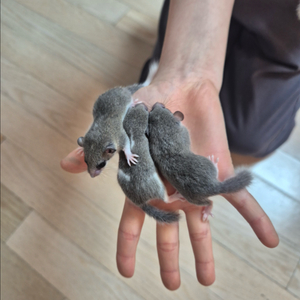 피그미다람쥐 분양 이미지