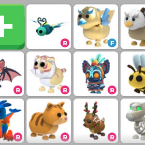 입양하세요 펫 이미지