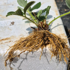 딸기모종(300원) 이미지