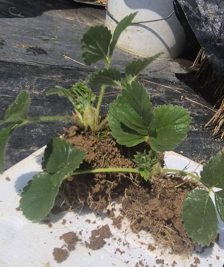 딸기모종(300원) 이미지