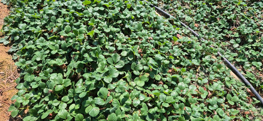 딸기모종(300원) 이미지