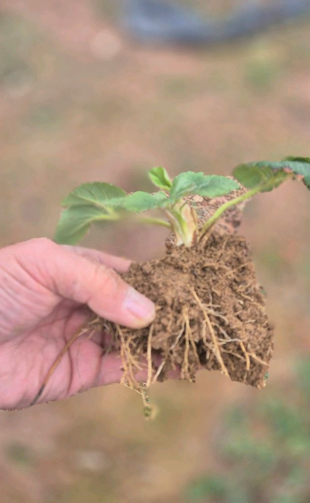 딸기모종(300원) 이미지