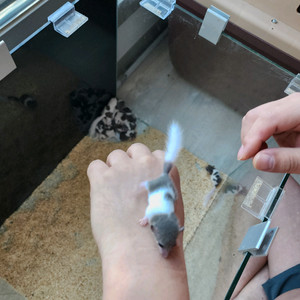 피그미다람쥐 분양합니다~ 이미지