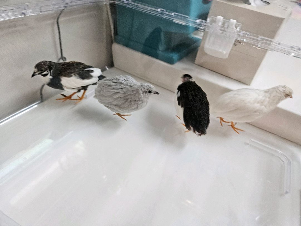 미니메추리 분양 및 용품 이미지