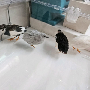 미니메추리 분양 및 용품 이미지