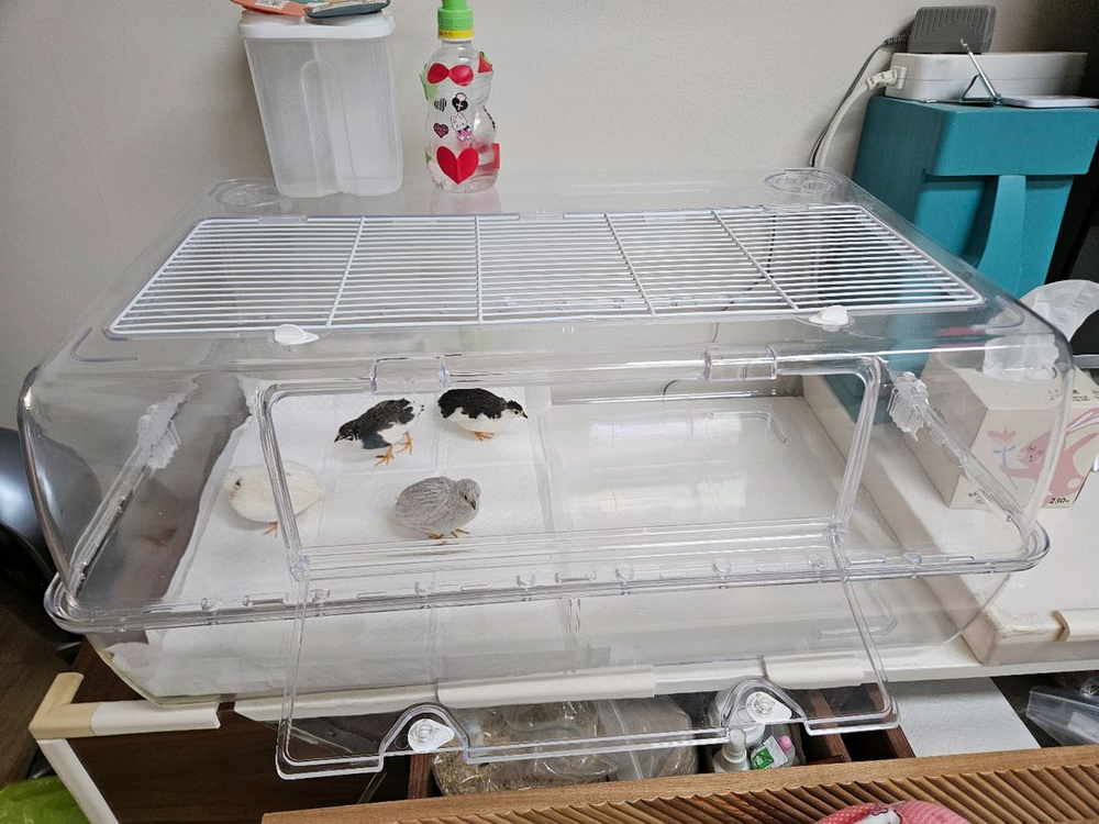 미니메추리 분양 및 용품 이미지