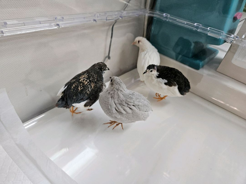 미니메추리 분양 및 용품 이미지