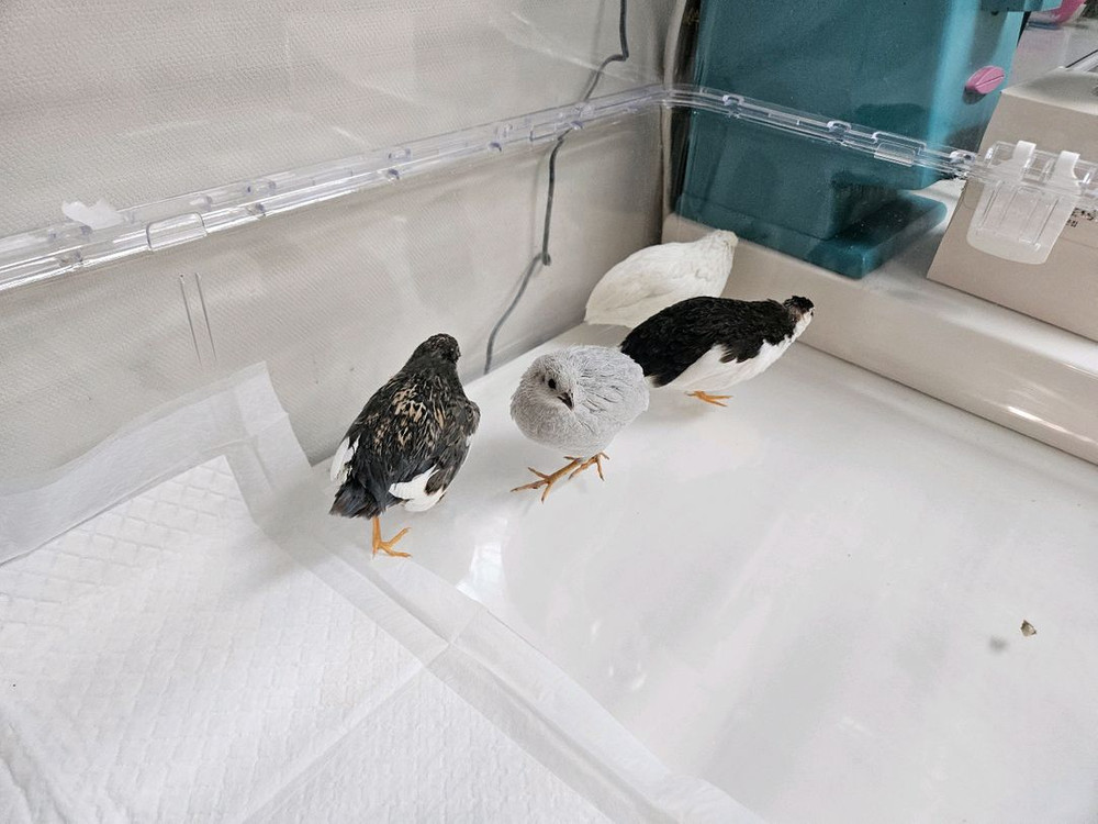 미니메추리 분양 및 용품 이미지