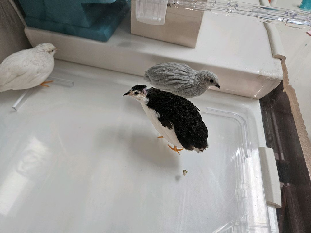 미니메추리 분양 및 용품 이미지