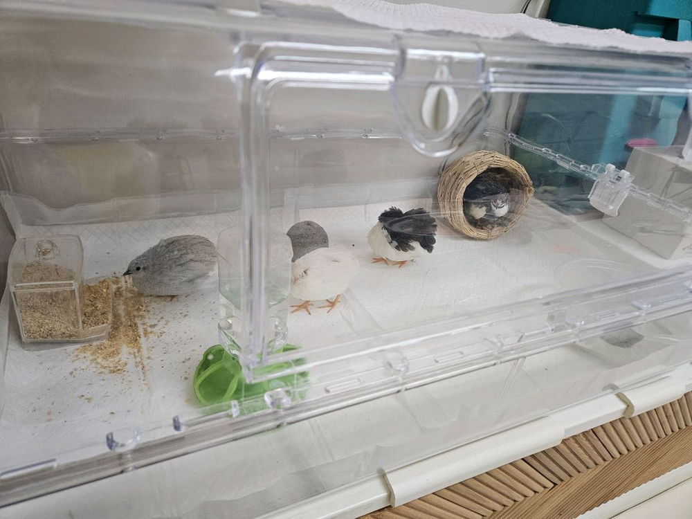 미니메추리 분양 및 용품 이미지