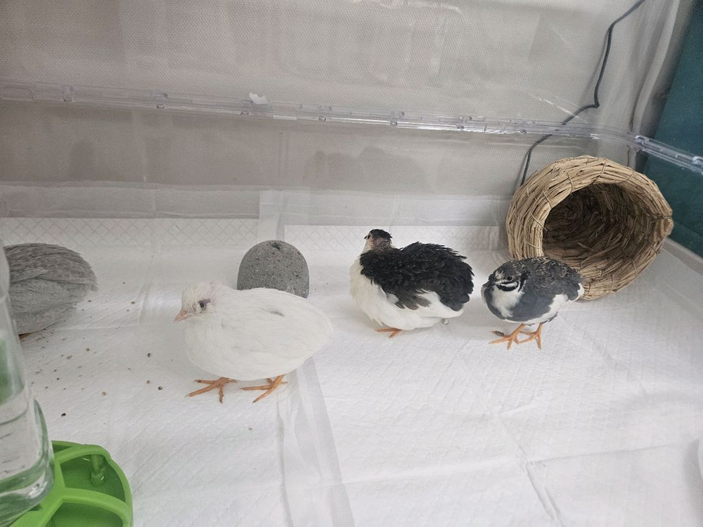 미니메추리 분양 및 용품 이미지