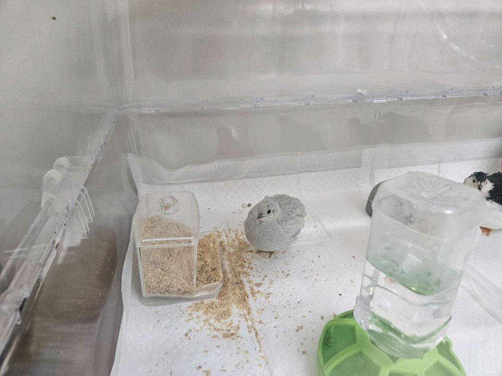 미니메추리 분양 및 용품 이미지