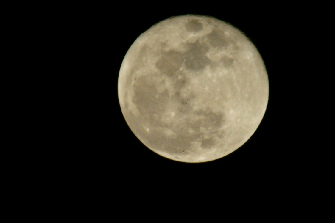 니콘F)시그마 150-600mm F5-6.3 DG OS HSM sports 스포츠 렌즈 이미지