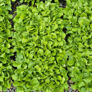 배추모종 이미지