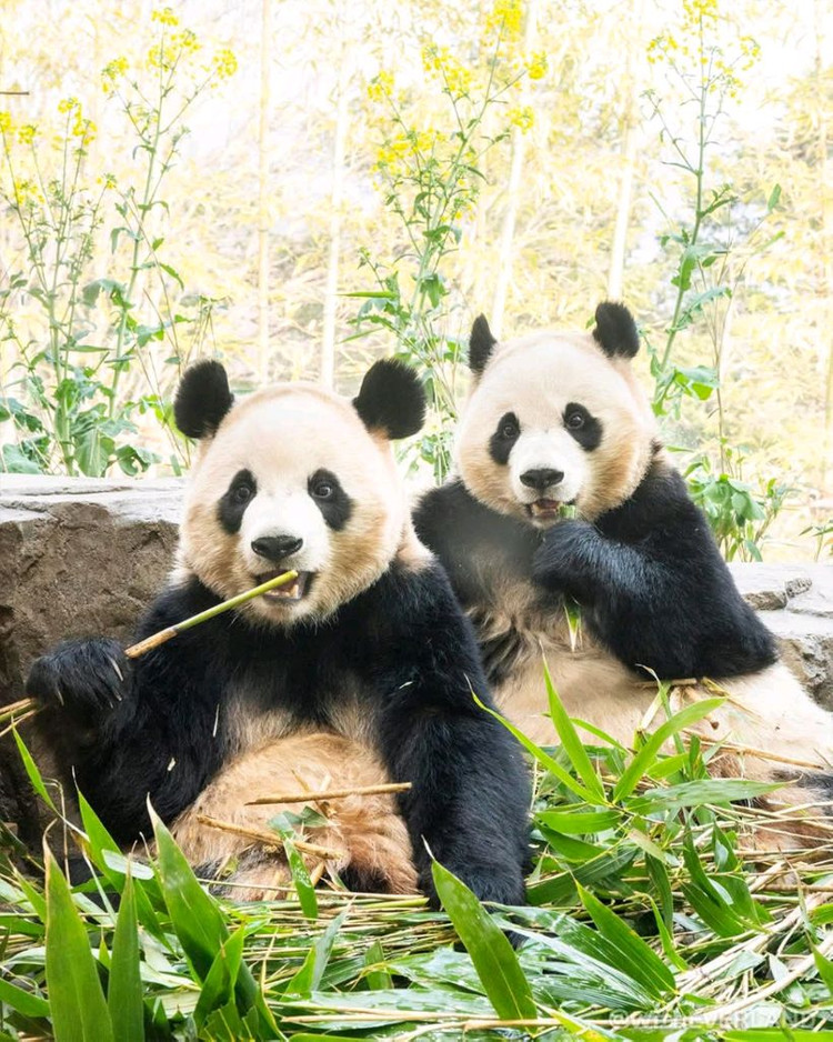 에버랜드 자유이용권 종일권 츄러스 이미지