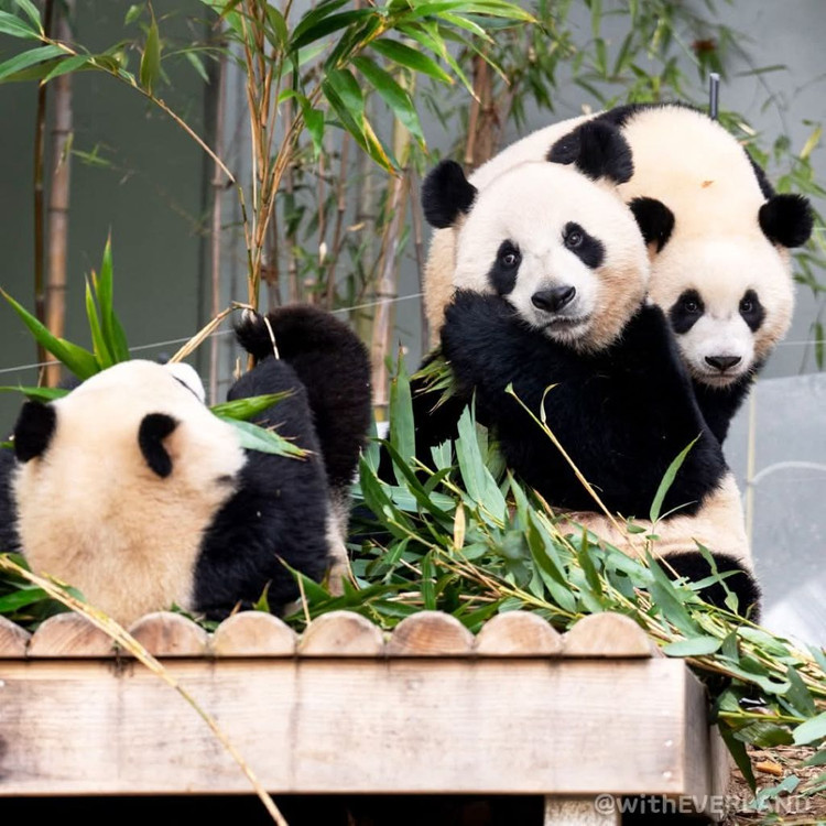 에버랜드 자유이용권 종일권 츄러스 이미지