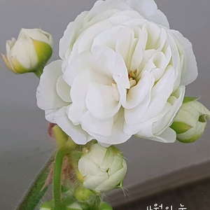 제라늄 4월의눈 꽃대있음,러 이미지