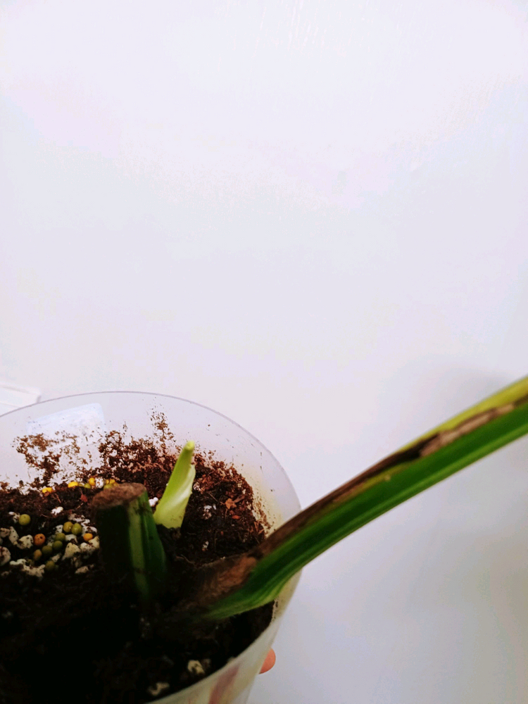 몬스테라 보르시지아나 민트 바리에가타 중대품 묘( 민 사1-1번) 이미지