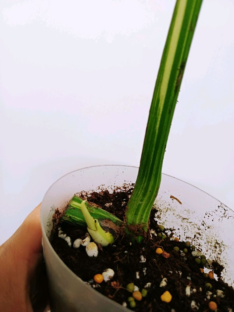 몬스테라 보르시지아나 민트 바리에가타(ㅁ 사1-2번) 이미지