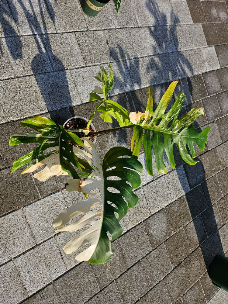 몬스테라알보 바리에가타 분양합니다 이미지