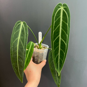 안스리움 와로쿠 와로쿠에아넘 와로퀘아넘 이미지